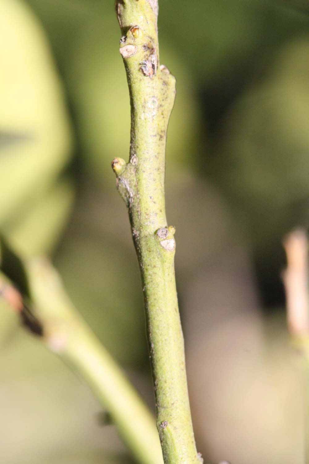              First year twig (Riverside, CA)       